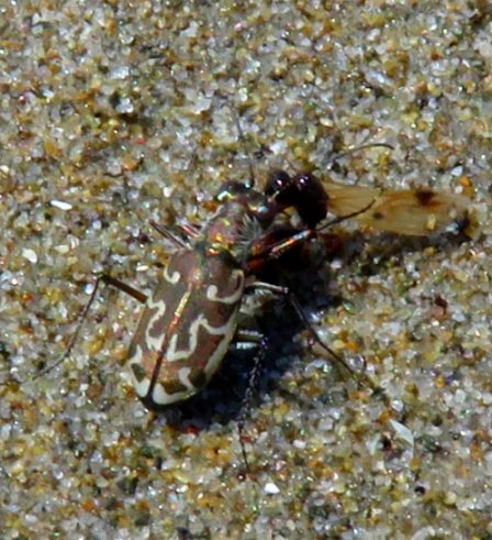 Eugrapha trisignata e Calomera littoralis nemoralis